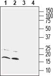 CNIH2/3 (extracellular) Blocking Peptide