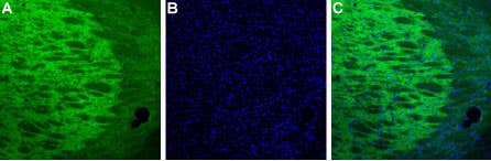 Guinea pig Anti-HCN4 Antibody