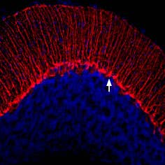Guinea pig Anti-K<sub>V</sub>1.3 (KCNA3) (extracellular) Antibody