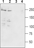 Guinea Pig Anti-Pan Na<sub>V</sub> Antibody