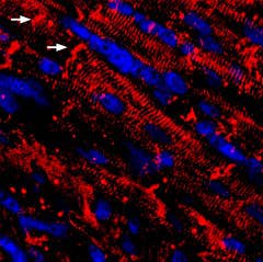 Guinea pig Anti-Na<sub>V</sub>1.5 (SCN5A) Antibody