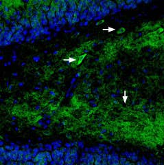 Guinea pig Anti-GluR1 (GluA1) (extracellular) Antibody