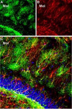 Guinea pig Anti-K<sub>ir</sub>4.1 (KCNJ10) Antibody