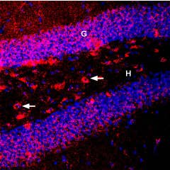 Guinea pig Anti-BDNF Antibody