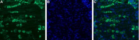 Guinea Pig Anti-SCN11A (Na<sub>V</sub>1.9) Antibody