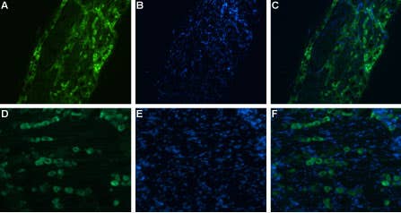 Guinea Pig Anti-SCN11A (Na<sub>V</sub>1.9) Antibody