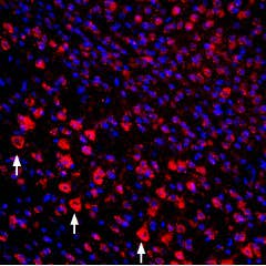 Guinea pig Anti-proNGF Antibody