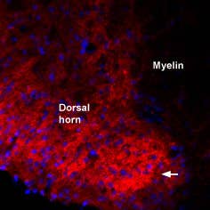 Guinea pig Anti-proBDNF Antibody