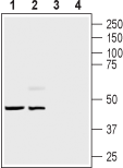 Guinea pig Anti-Endothelin Receptor B Antibody