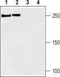 Guinea pig Anti-SCN1A (Na<sub>V</sub>1.1) Antibody