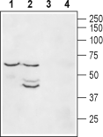 Guinea pig Anti-K<sub>ir</sub>2.1/KCNJ2 Antibody