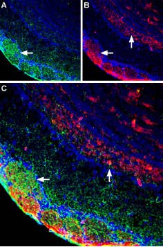 Anti-Plexin-A1 (extracellular) Antibody