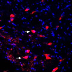 Guinea pig Anti-KCNK2 (TREK-1) Antibody