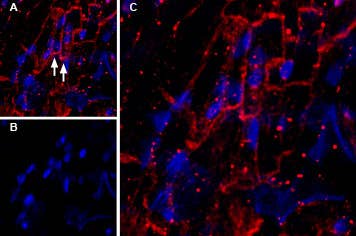 Guinea pig Anti-KCNQ1 Antibody