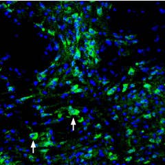 Guinea pig Anti-ASIC3 Antibody