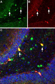 Guinea pig Anti-ASIC1 Antibody