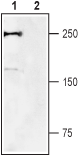 Guinea pig Anti-Na<sub>V</sub>1.7 (SCN9A) Antibody