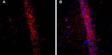 Guinea pig Anti-KCNQ2 Antibody