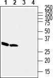Guinea pig Anti-Stargazin Antibody