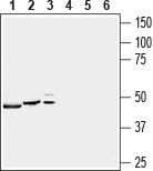 Guinea pig Anti-P2X4 Receptor Antibody