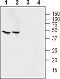 Guinea pig Anti-Angiotensin-(1-7) Mas Receptor Antibody