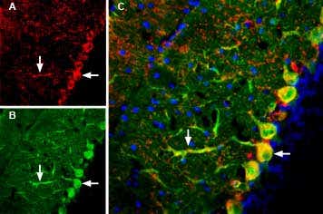 Guinea pig Anti-GluR3 (GluA3) (extracellular) Antibody