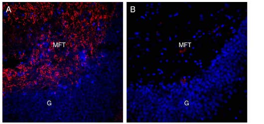 Guinea Pig Anti-Alpha-Synuclein Antibody