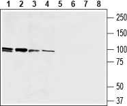 Guinea pig Anti-EMR1 (ADGRE1) (extracellular) Antibody