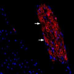 Guinea pig Anti-Periaxin Antibody