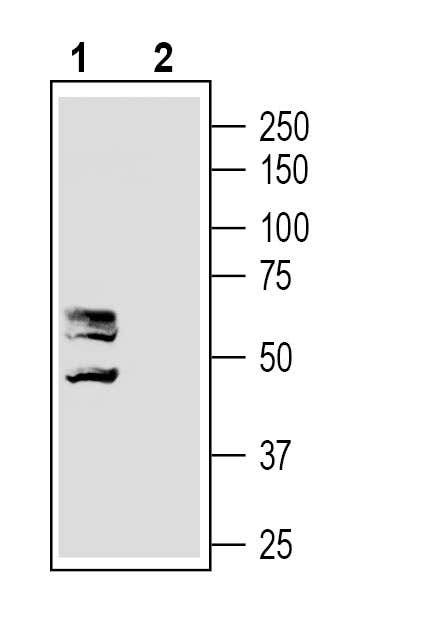 Guinea Pig Anti-MRGPRD (GPCR TGR7) Antibody