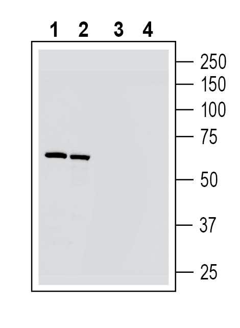 Guinea Pig Anti-Nicotinic Acetylcholine Receptor α6 (CHRNA6) (extracellular) Antibody