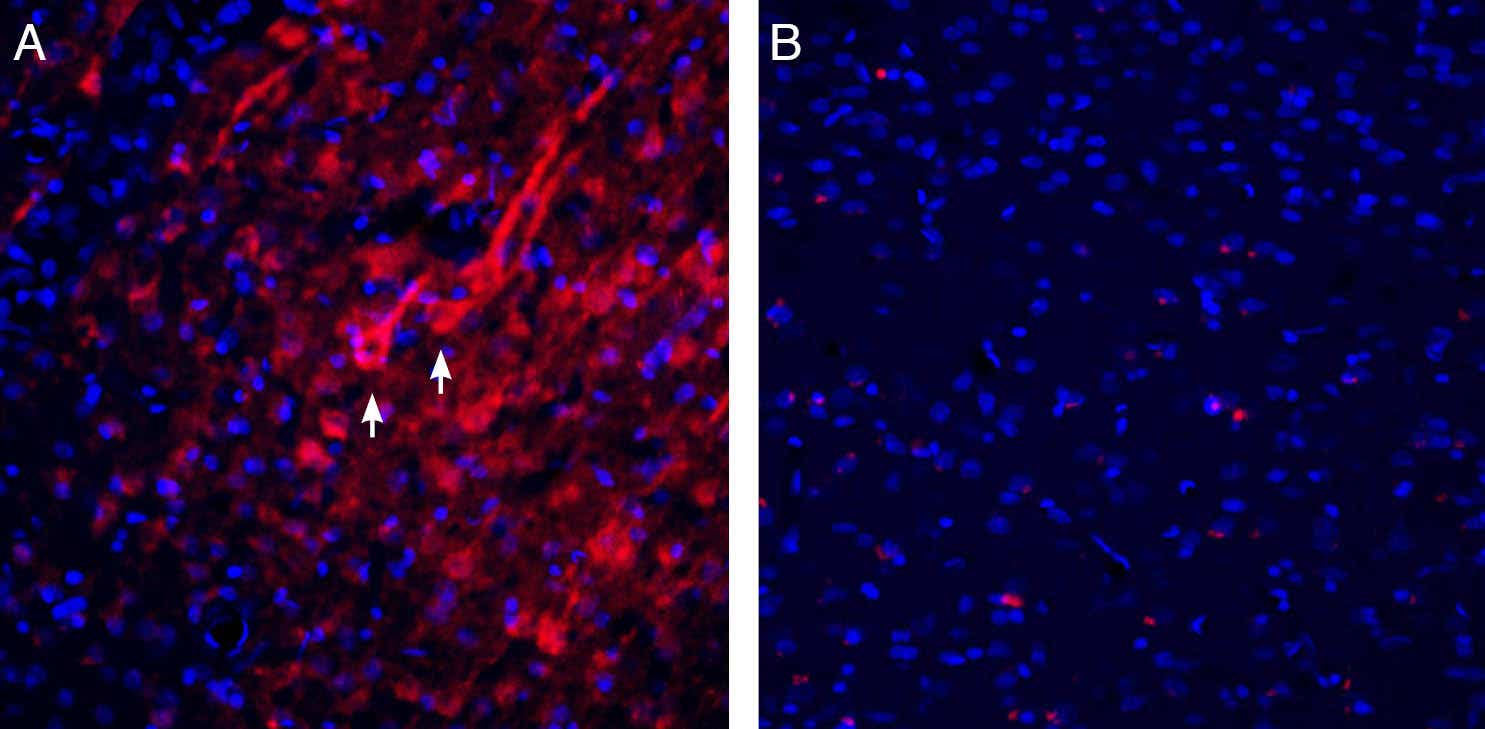 Guinea Pig Anti-Homer1 Antibody