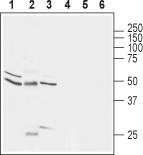 Glycine Receptor α1 Blocking Peptide