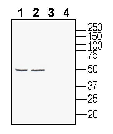 Glycine Receptor α3 Blocking Peptide
