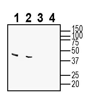 GALR1 Blocking Peptide