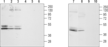 GALR2 Blocking Peptide