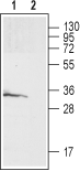 GALR3 (extracellular) Blocking Peptide