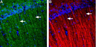 Anti-GALR3 (extracellular) Antibody