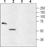 Anti-Glycine Receptor α4 (extracellular) Antibody