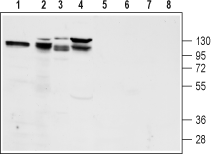 GLP1R (extracellular) Blocking Peptide