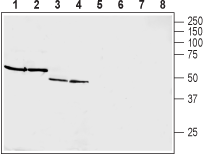 Anti-GIPR (extracellular) Antibody - Carrier Free