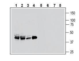 Secretin Receptor (extracellular) Blocking Peptide