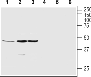 Ghrelin Receptor/GHSR (extracellular) Blocking Peptide