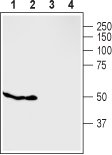GPR119 Blocking Peptide