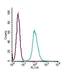 Anti-GPR132 (extracellular) Antibody