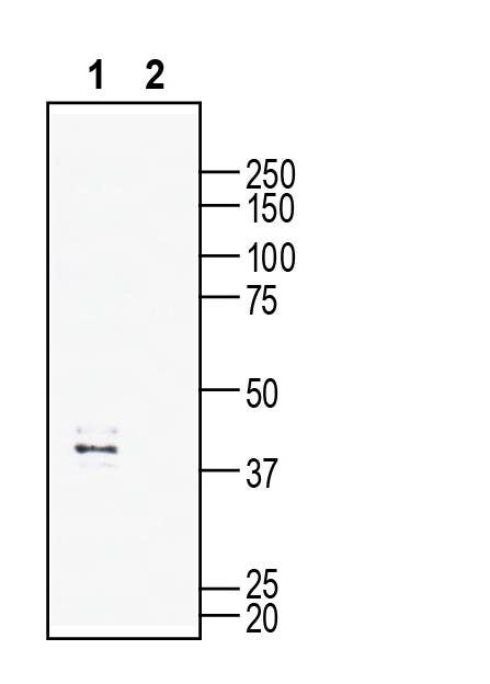 GPR132 (extracellular) Blocking Peptide