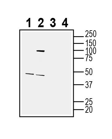 GPR88 Blocking Peptide
