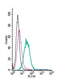 Anti-GPR4 (extracellular)-FITC Antibody