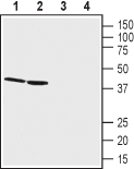 GPR68/OGR1 (extracellular) Blocking Peptide