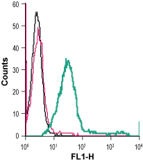 Anti-GPR65 (TDAG8) (extracellular)-FITC Antibody